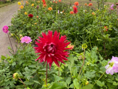 Highlighted image: Dahlia showtuin gehakseld, op naar 2021!